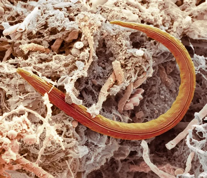 Gerahmter Druck : Frischwasser-Nematoden, SEM Gerahmter Druck : Frischwasser-Nematoden, SEM