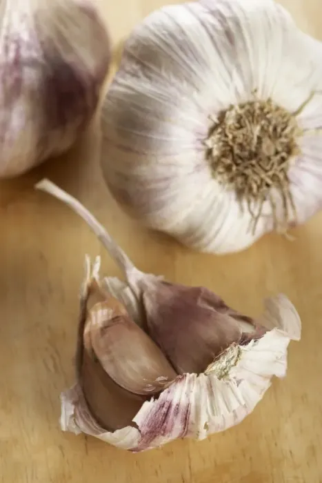 Gerahmter Druck : Garlic. Zwiebeln (Allium sativum) und getrennte Knoblauchzehen Gerahmter Druck : Garlic. Zwiebeln (Allium sativum) und getrennte Knoblauchzehen