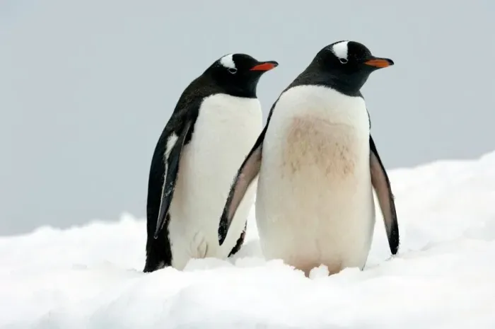 Gerahmter Druck : Gentoo-Pinguine Gerahmter Druck : Gentoo-Pinguine