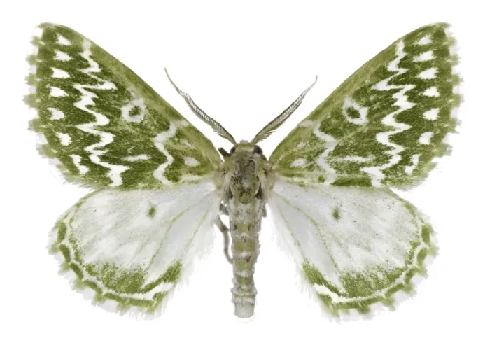 Gerahmter Druck : Geometerschmetterling C016 / 2292 Gerahmter Druck : Geometerschmetterling C016 / 2292