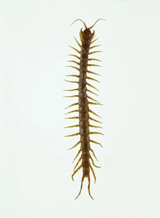 Gerahmter Druck : Riesen Centipede Gerahmter Druck : Riesen Centipede