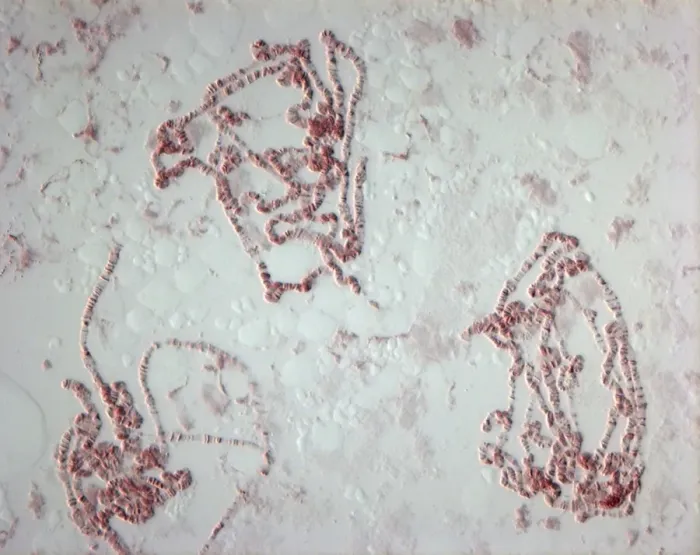 Gerahmter Druck : Riesenchromosomen, Lichtmikroskopbild Gerahmter Druck : Riesenchromosomen, Lichtmikroskopbild