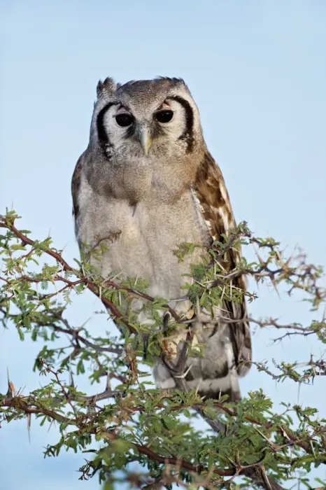 Gerahmter Druck : RiesenEulenartvogel im Baum