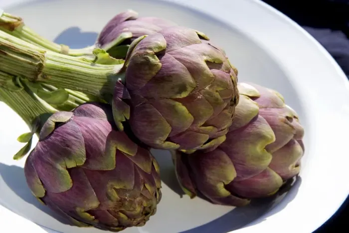 Gerahmter Druck : Kugelartichoke Gerahmter Druck : Kugelartichoke