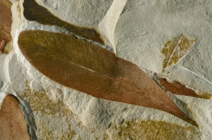 Gerahmter Druck : Glossopterid-Läufchenfossilien Gerahmter Druck : Glossopterid-Läufchenfossilien