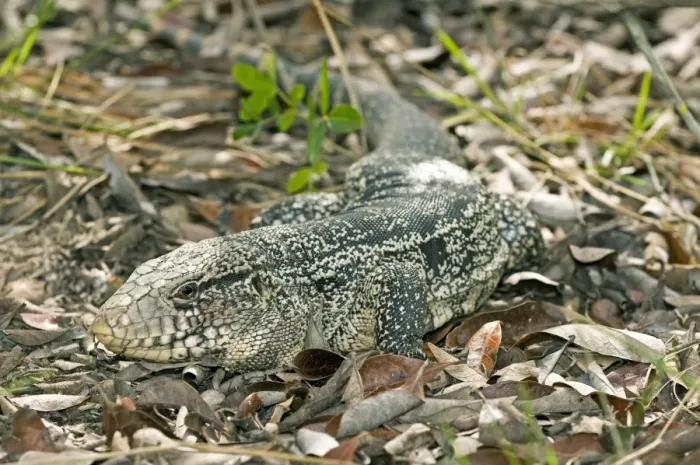 Gerahmter Druck : Gold tegu. Goldtegu-Lizard auf dem Boden