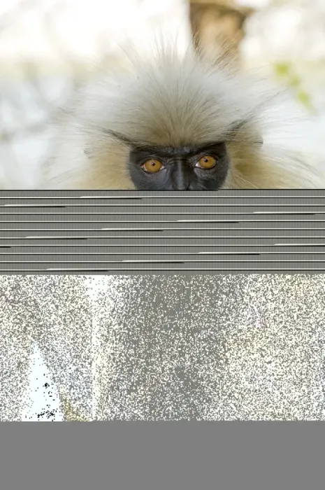 Gerahmter Druck : Goldener Langur Affe Gerahmter Druck : Goldener Langur Affe