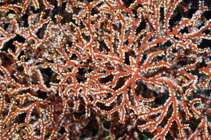 Gerahmter Druck : Gorgonian. Gorgonische Kolonie: Naheaufnahme einer Gorgonienkolonie mit Gerahmter Druck : Gorgonian. Gorgonische Kolonie: Naheaufnahme einer Gorgonienkolonie mit
