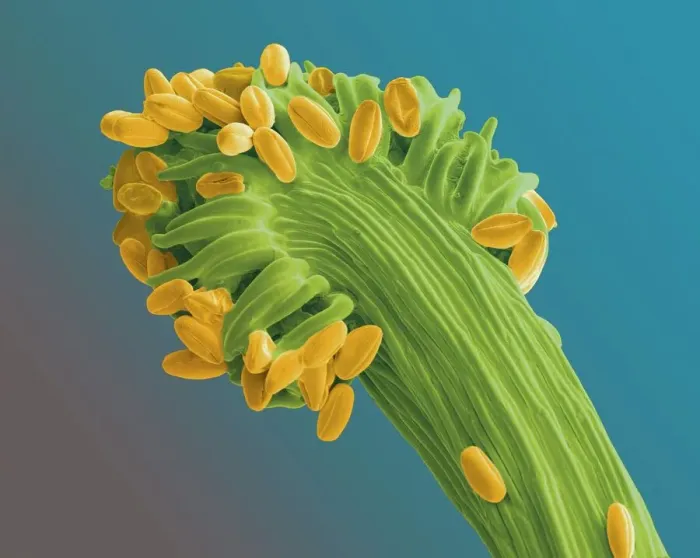 Gerahmter Druck : Gorse-Stigma mit Pollenkörnern, SEM. Gerahmter Druck : Gorse-Stigma mit Pollenkörnern, SEM.