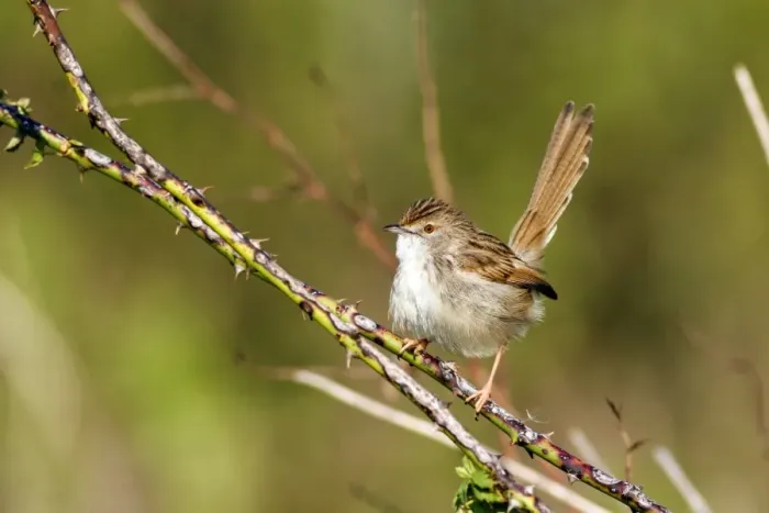 Gerahmter Druck : Sanfte Prinia Gerahmter Druck : Sanfte Prinia