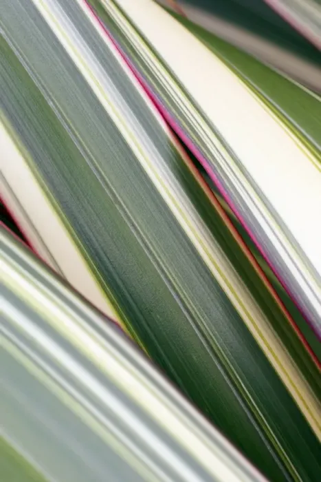 Gerahmter Druck : Blätter des Phormiums Gerahmter Druck : Blätter des Phormiums