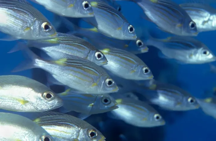 Gerahmter Druck : Gelber Fleckenkaiserfisch Gerahmter Druck : Gelber Fleckenkaiserfisch