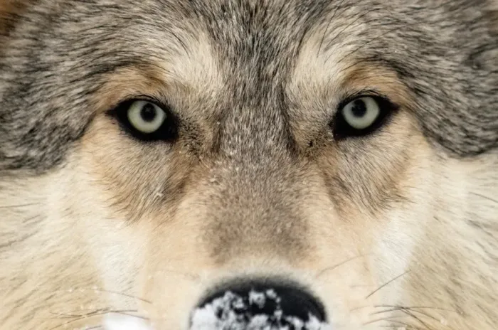 Gerahmter Druck : Grauer Wolfgesicht Gerahmter Druck : Grauer Wolfgesicht