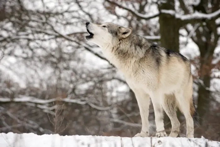 Gerahmter Druck : Grauer Wolf singt Gerahmter Druck : Grauer Wolf singt