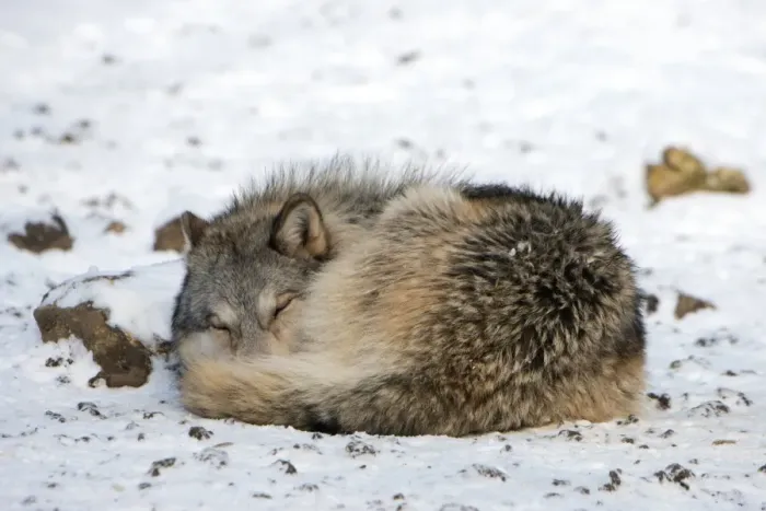 Gerahmter Druck : Grauer Wolf schläft Gerahmter Druck : Grauer Wolf schläft