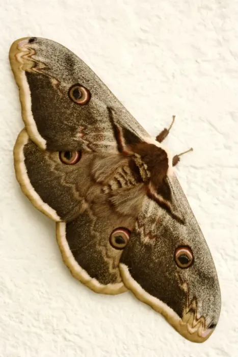 Gerahmter Druck : Großer Peacockschmetterling Gerahmter Druck : Großer Peacockschmetterling