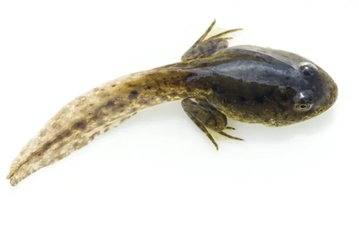 Gerahmter Druck : Grüner Froschlarfkeil