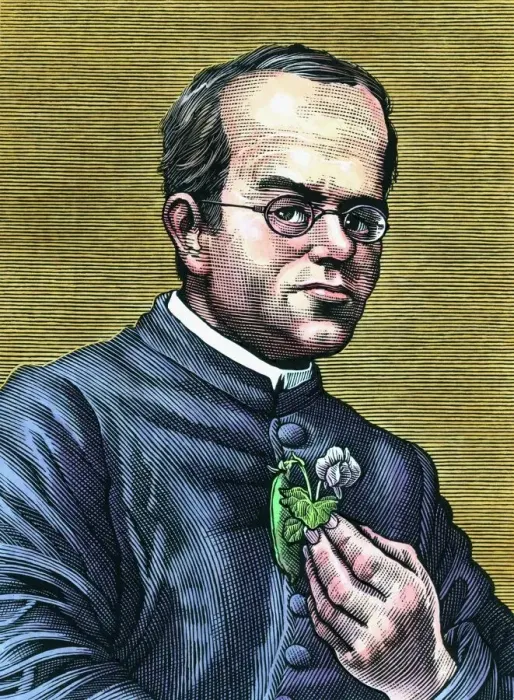 Gerahmter Druck : Gregor Mendel, österreichischer Botaniker Gerahmter Druck : Gregor Mendel, österreichischer Botaniker