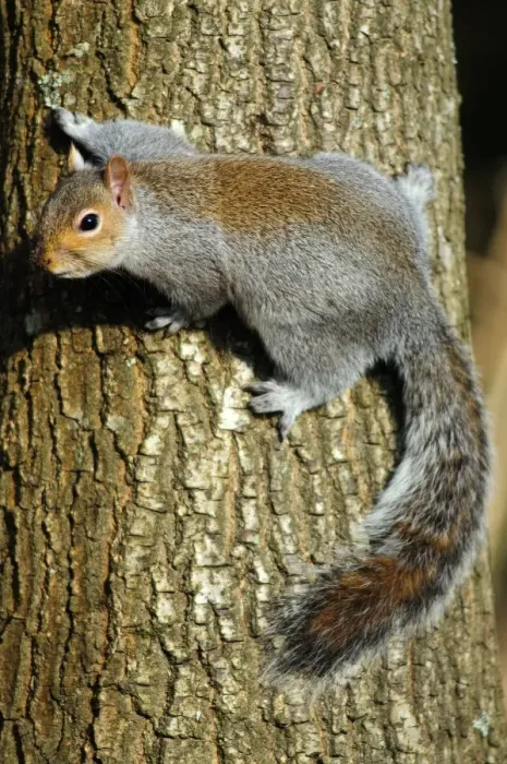 Gerahmter Druck : Grauer Eichhörnchen auf einem Baum Gerahmter Druck : Grauer Eichhörnchen auf einem Baum