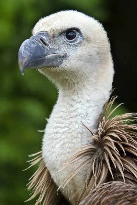 Gerahmter Druck : Griffschädelvogel Gerahmter Druck : Griffschädelvogel