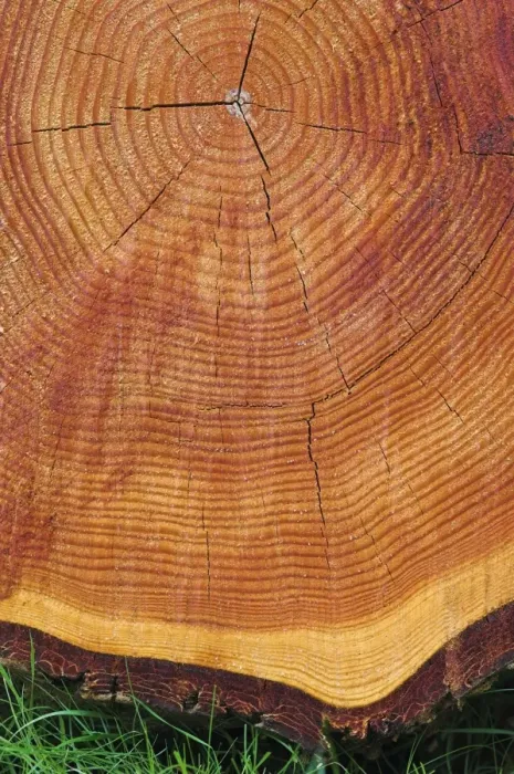 Gerahmter Druck : Wachstumsringe eines Scots-Pine-Trees Gerahmter Druck : Wachstumsringe eines Scots-Pine-Trees