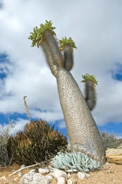 Gerahmter Druck : Hälftenscheibenbaum Gerahmter Druck : Hälftenscheibenbaum