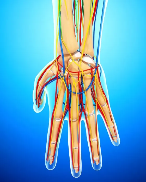 Gerahmter Druck : Anatomie der Handknochenkunst Gerahmter Druck : Anatomie der Handknochenkunst