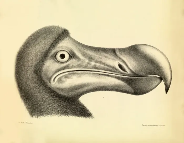 Gerahmter Druck : Kopf eines Dodos, Gemälde von 1848