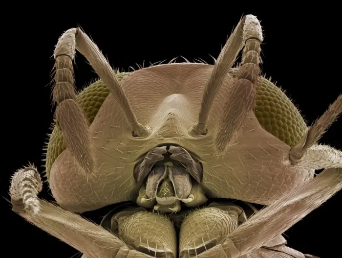 Gerahmter Druck : Kopf einer Parasitenwespe im SEM Gerahmter Druck : Kopf einer Parasitenwespe im SEM
