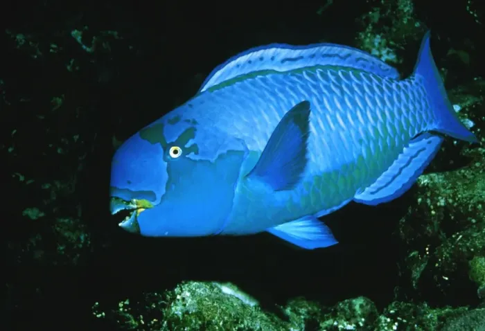 Gerahmter Druck : Schwerbekkelschnabelfisch Gerahmter Druck : Schwerbekkelschnabelfisch