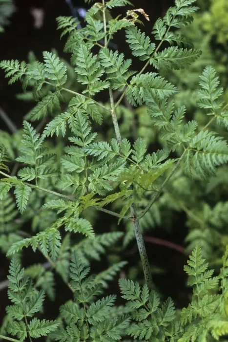 Gerahmter Druck : Hemlock (Conium maculatum) Gerahmter Druck : Hemlock (Conium maculatum)