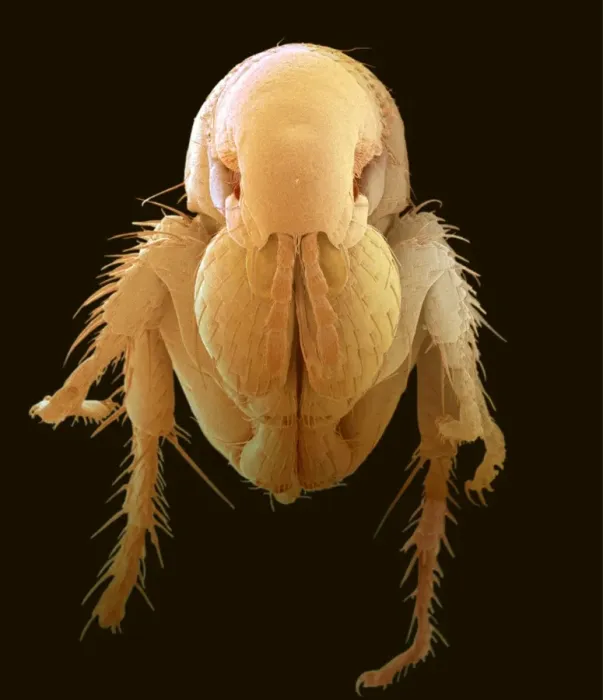 Gerahmter Druck : Henne Fledermaus, SEM Gerahmter Druck : Henne Fledermaus, SEM