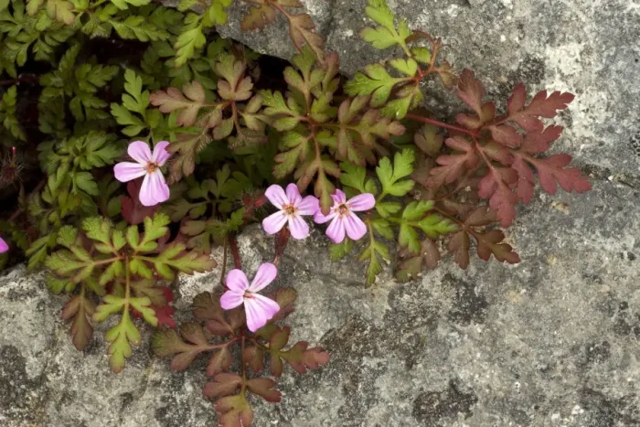 Gerahmter Druck : Robustkraut (Geranium robertianum) Gerahmter Druck : Robustkraut (Geranium robertianum)