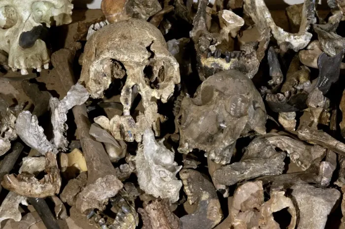 Gerahmter Druck : Hominoid-Kopfkästchen Gerahmter Druck : Hominoid-Kopfkästchen
