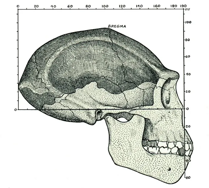 Gerahmter Druck : Hominid-ähnlicher Schädel Gerahmter Druck : Hominid-ähnlicher Schädel