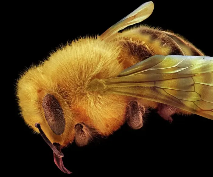 Gerahmter Druck : Bienenbiene, SEM Gerahmter Druck : Bienenbiene, SEM