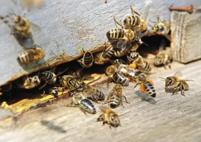 Gerahmter Druck : Bienen auf einem Honigbett Gerahmter Druck : Bienen auf einem Honigbett