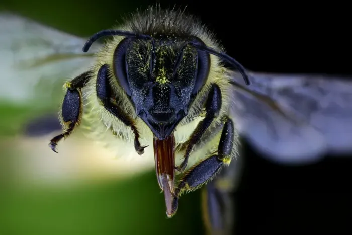 Gerahmter Druck : Bienenkopf Gerahmter Druck : Bienenkopf