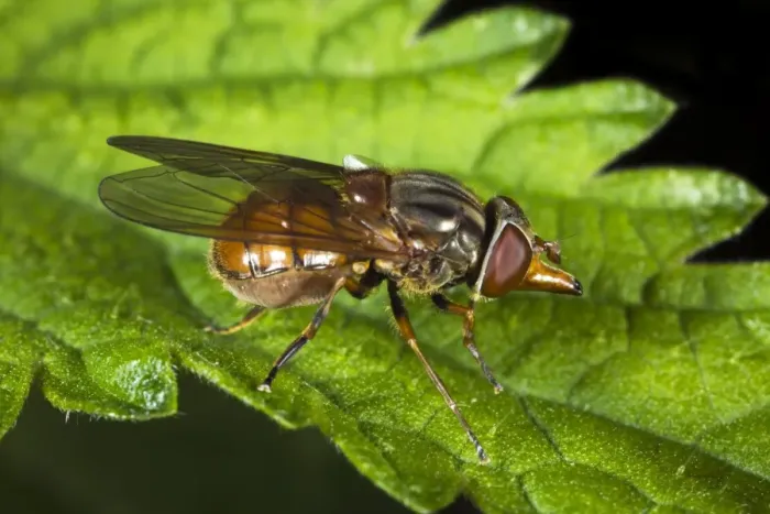 Gerahmter Druck : Hoverfly. Fliege, die sich in der Luft bewegt (Rhingia campestris), auf einer Blätter Gerahmter Druck : Hoverfly. Fliege, die sich in der Luft bewegt (Rhingia campestris), auf einer Blätter