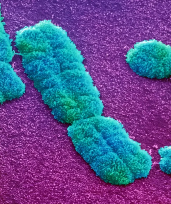 Gerahmter Druck : Menschliches Chromosom Gerahmter Druck : Menschliches Chromosom
