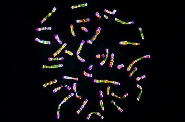 Gerahmter Druck : Menschliche Chromosomen Gerahmter Druck : Menschliche Chromosomen
