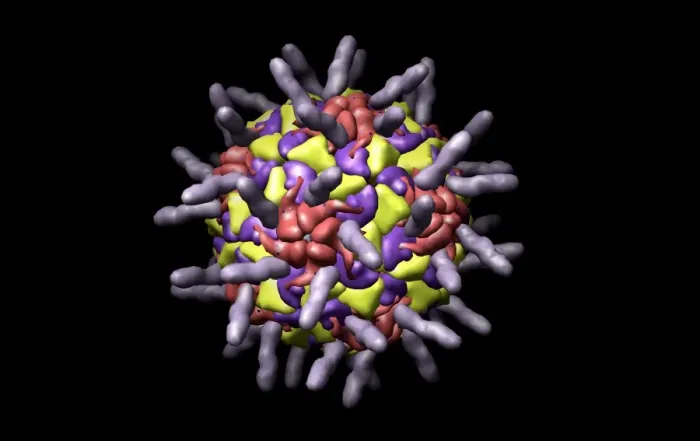 Gerahmter Druck : Menschlicher Rhinovirus, Computermodell Gerahmter Druck : Menschlicher Rhinovirus, Computermodell