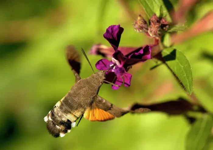 Gerahmter Druck : Schmetterlingsschildlöwe Gerahmter Druck : Schmetterlingsschildlöwe
