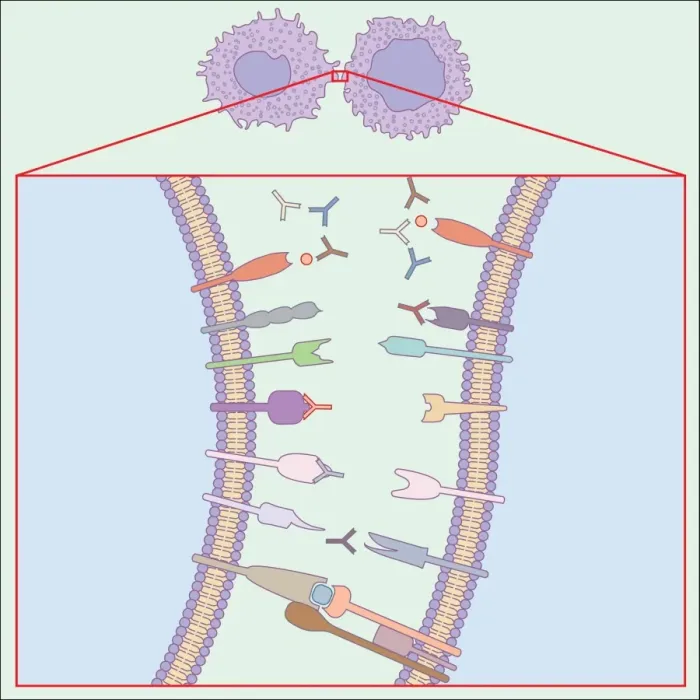 Gerahmter Druck : Immunsystem, Kunstwerk. Gerahmter Druck : Immunsystem, Kunstwerk.