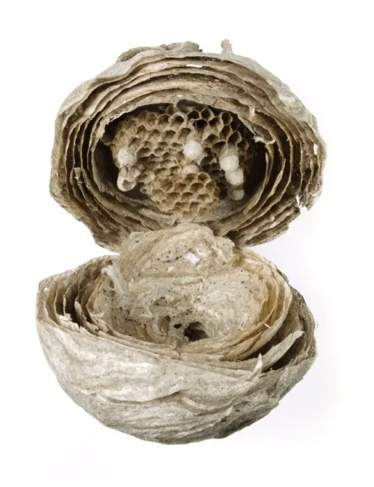 Gerahmter Druck : Innerhalb eines Biene-Nestes Gerahmter Druck : Innerhalb eines Biene-Nestes