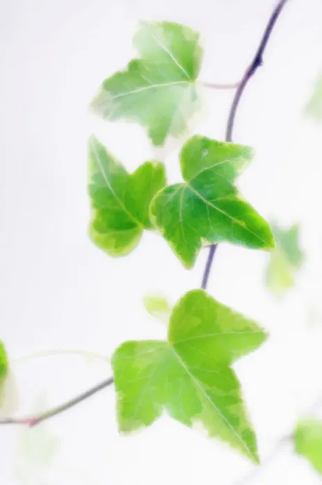 Gerahmter Druck : 'Igelweide' (Hedera helix) Gerahmter Druck : 'Igelweide' (Hedera helix)