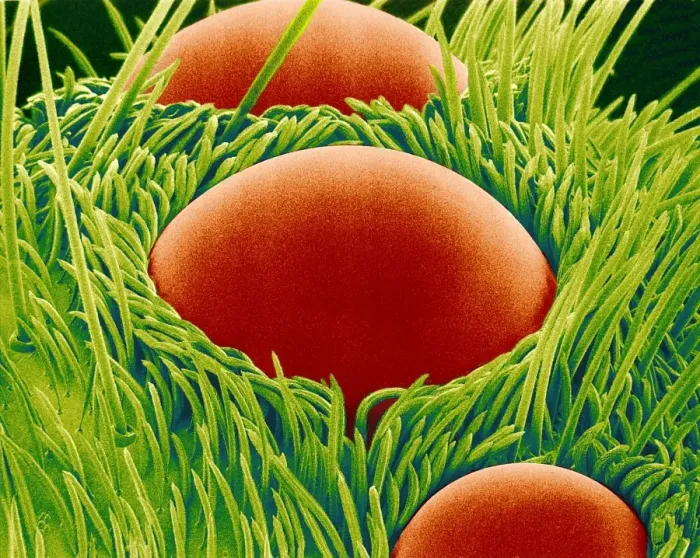 Gerahmter Druck : Springbrüderaugen im SEM Gerahmter Druck : Springbrüderaugen im SEM