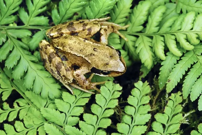 Gerahmter Druck : Junges Gemeinigkeitsfrosch Gerahmter Druck : Junges Gemeinigkeitsfrosch