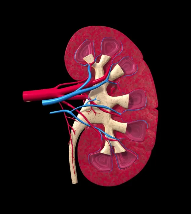 Gerahmter Druck : Kidney Gerahmter Druck : Kidney