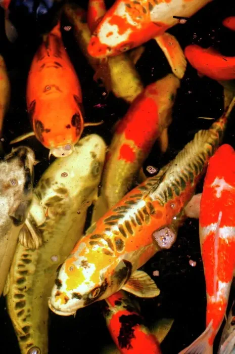 Gerahmter Druck : Karpfrohrkäfer Gerahmter Druck : Karpfrohrkäfer
